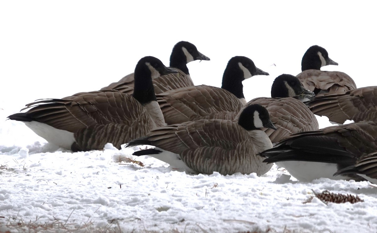 Cackling Goose - ML647252182