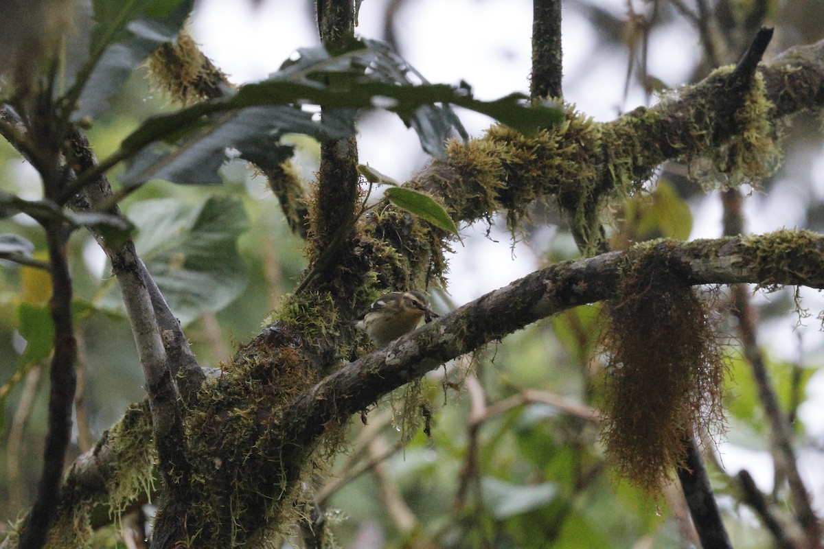 Blackburnian Warbler - ML647252183
