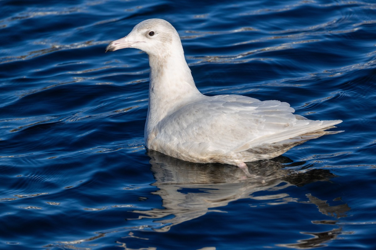 Gavión Hiperbóreo - ML647252185