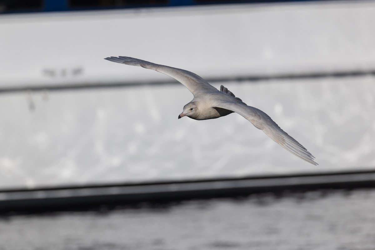 Gavión Hiperbóreo - ML647252186