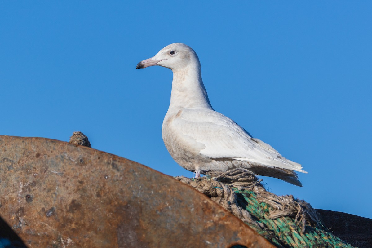 Gavión Hiperbóreo - ML647252187