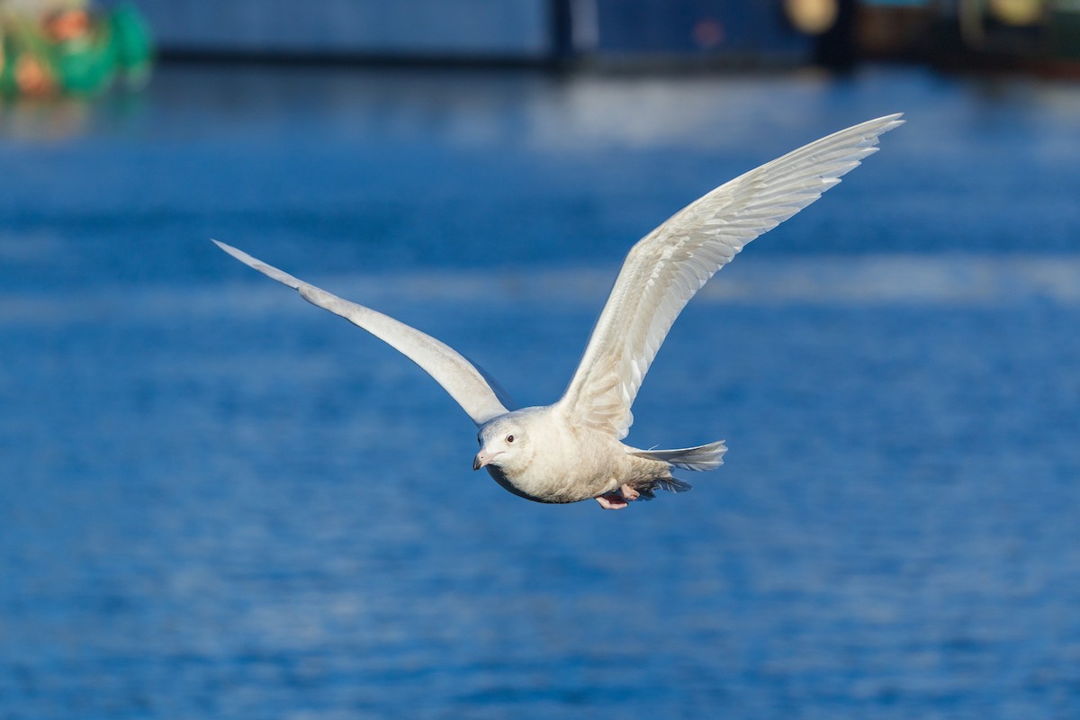 Gavión Hiperbóreo - ML647252188