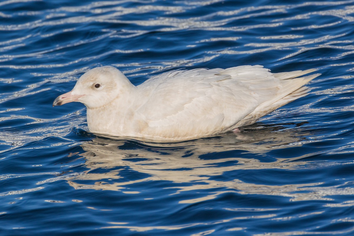 Gavión Hiperbóreo - ML647252189