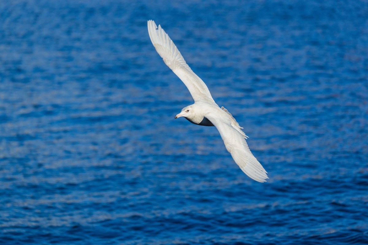 Gavión Hiperbóreo - ML647252190