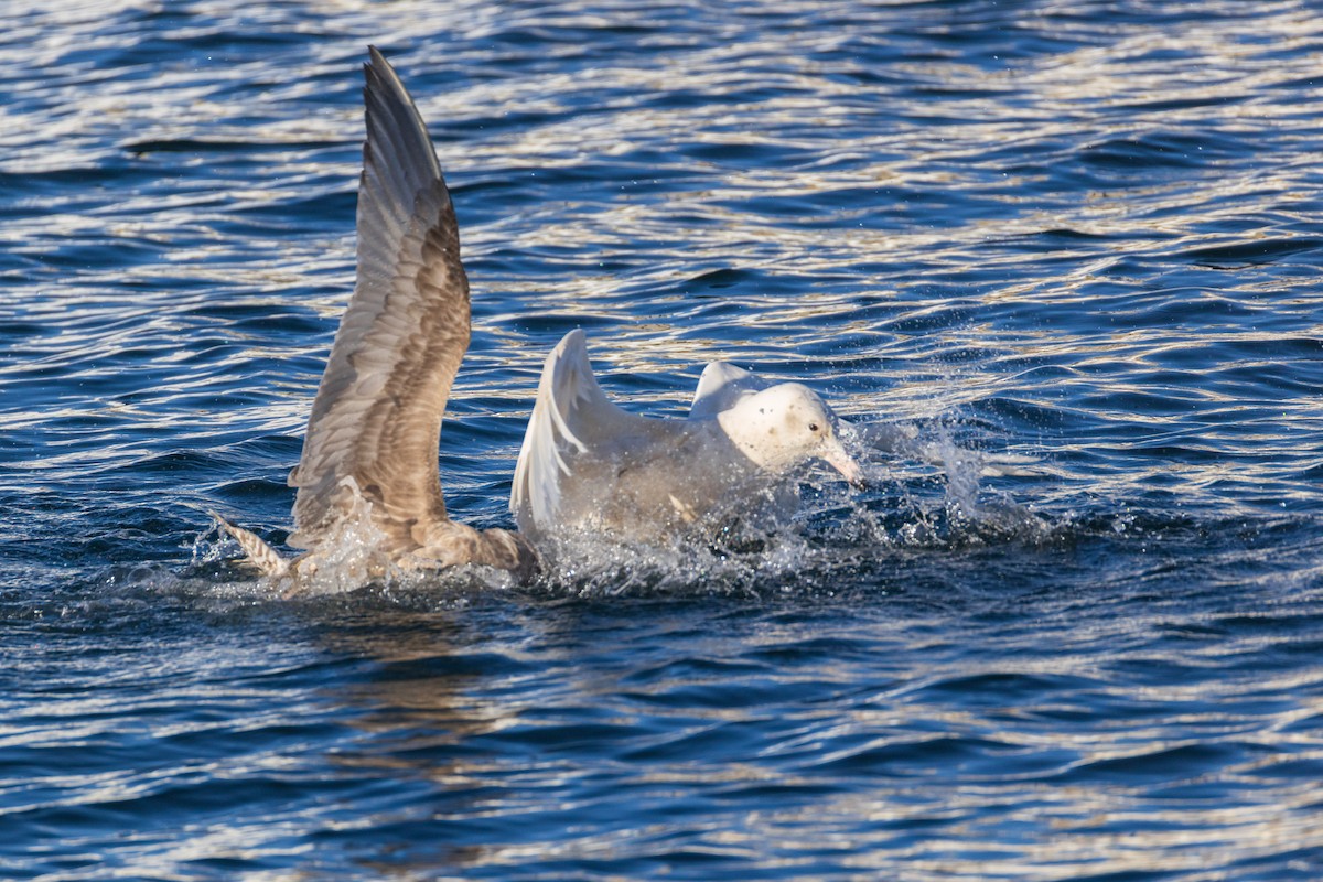 Gavión Hiperbóreo - ML647252192