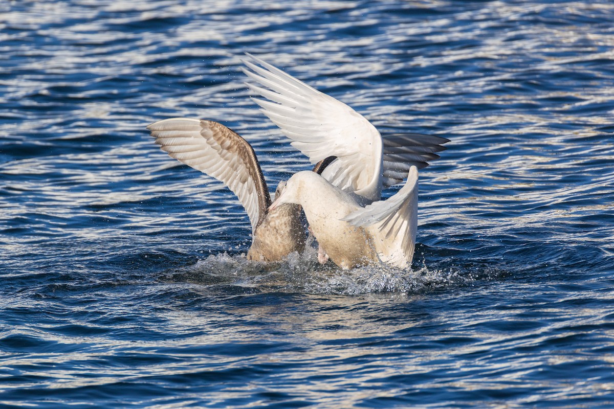 Gavión Hiperbóreo - ML647252193