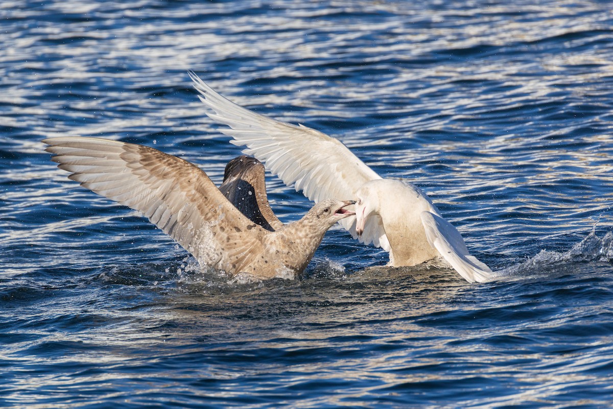 Gavión Hiperbóreo - ML647252194