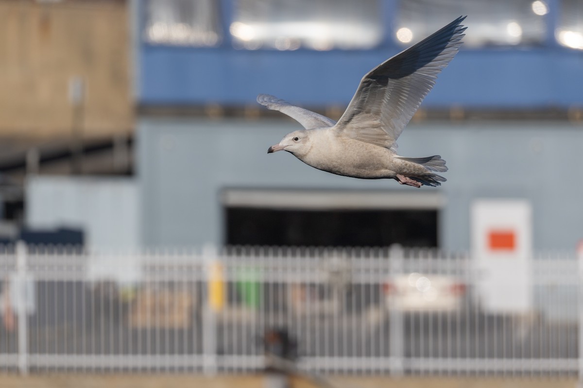 Gavión Hiperbóreo - ML647252195