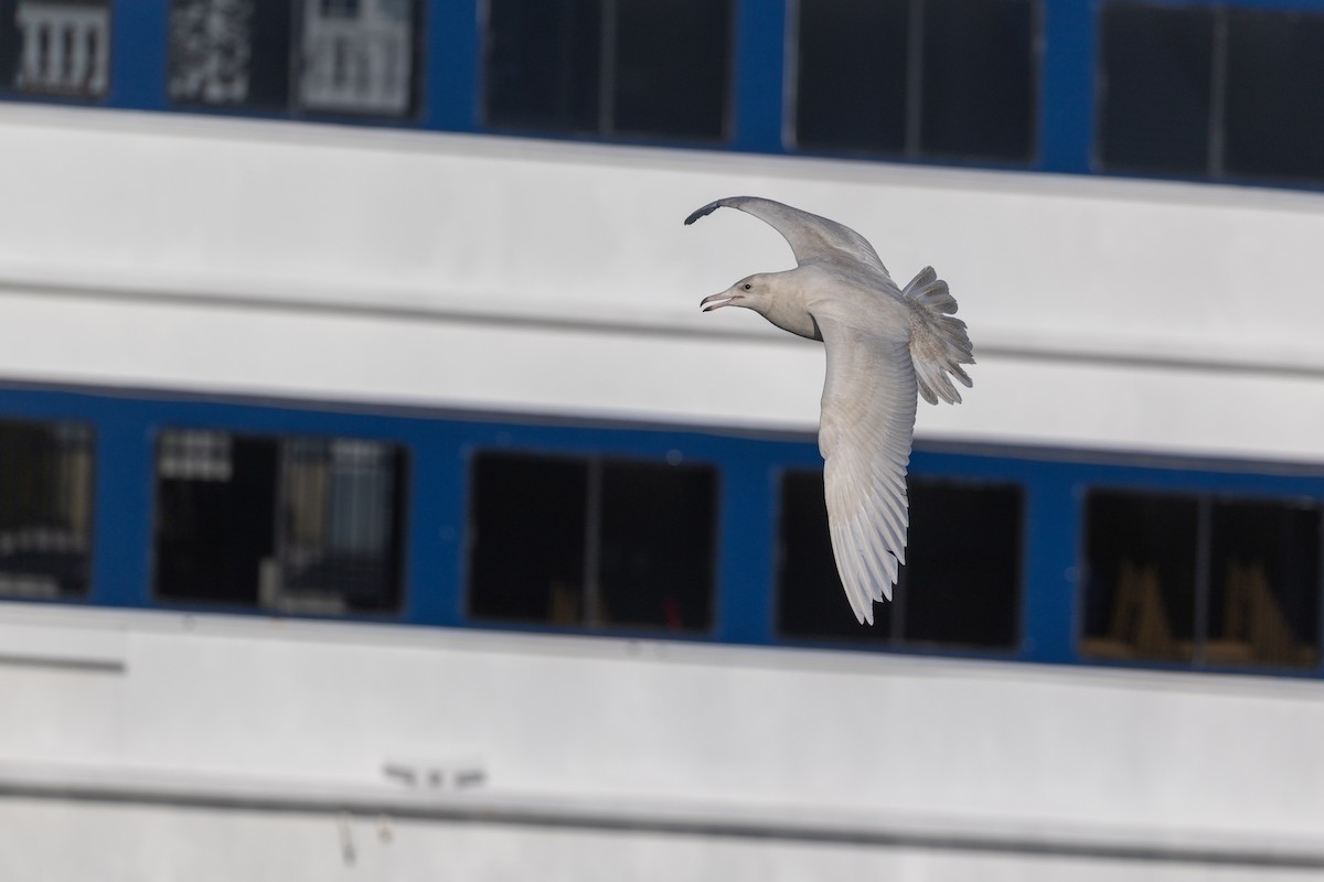 Gavión Hiperbóreo - ML647252196