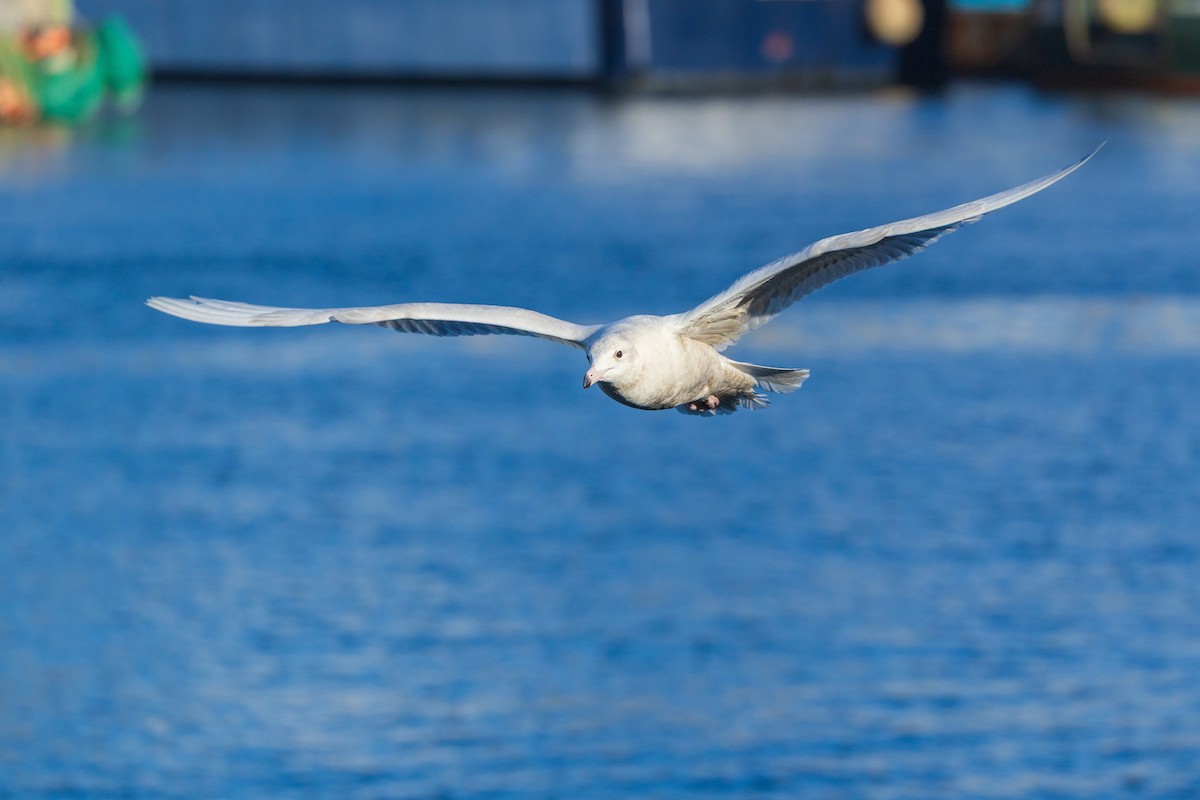 Gavión Hiperbóreo - ML647252197