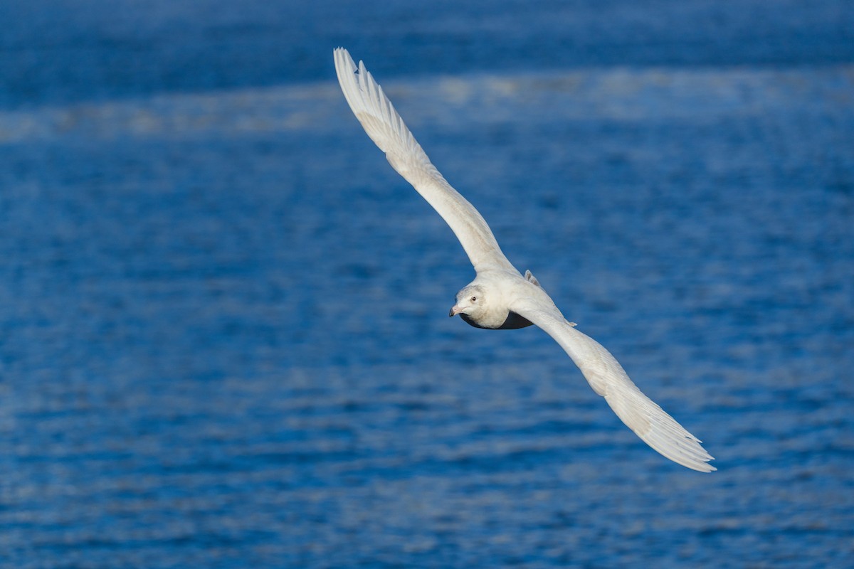 Gavión Hiperbóreo - ML647252198
