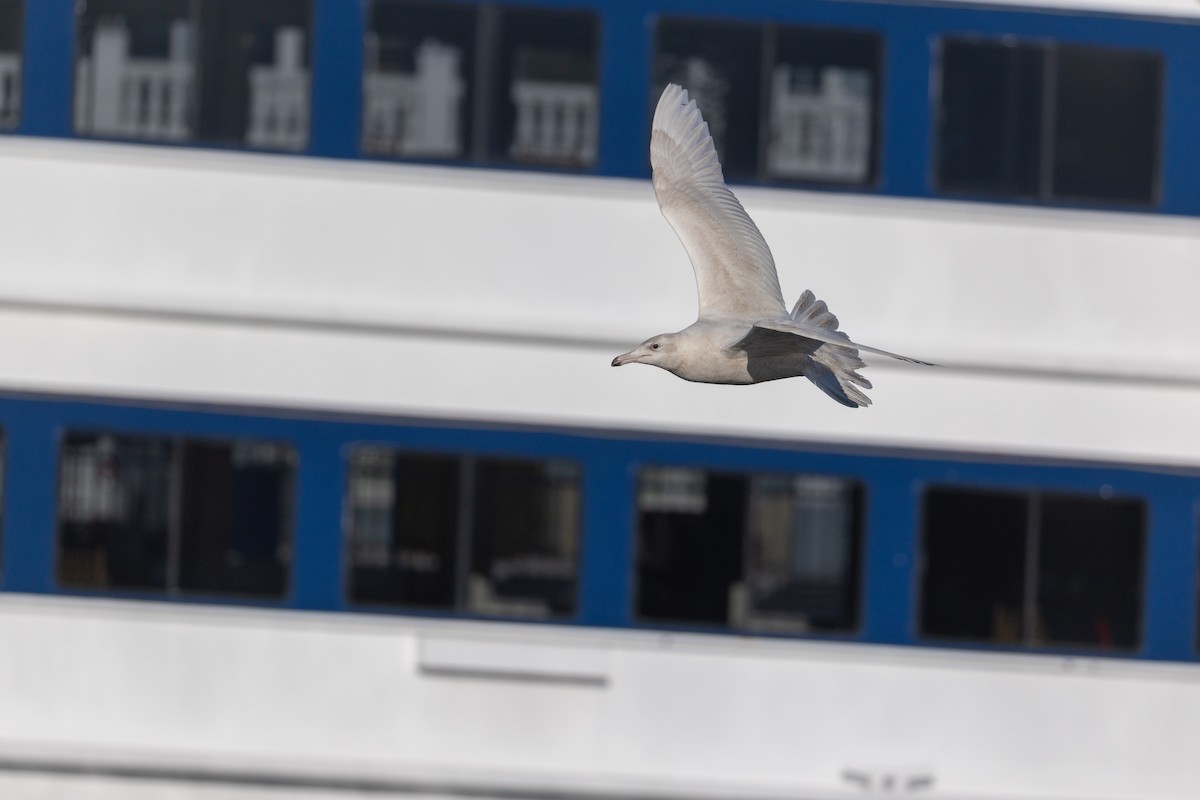 Gavión Hiperbóreo - ML647252199