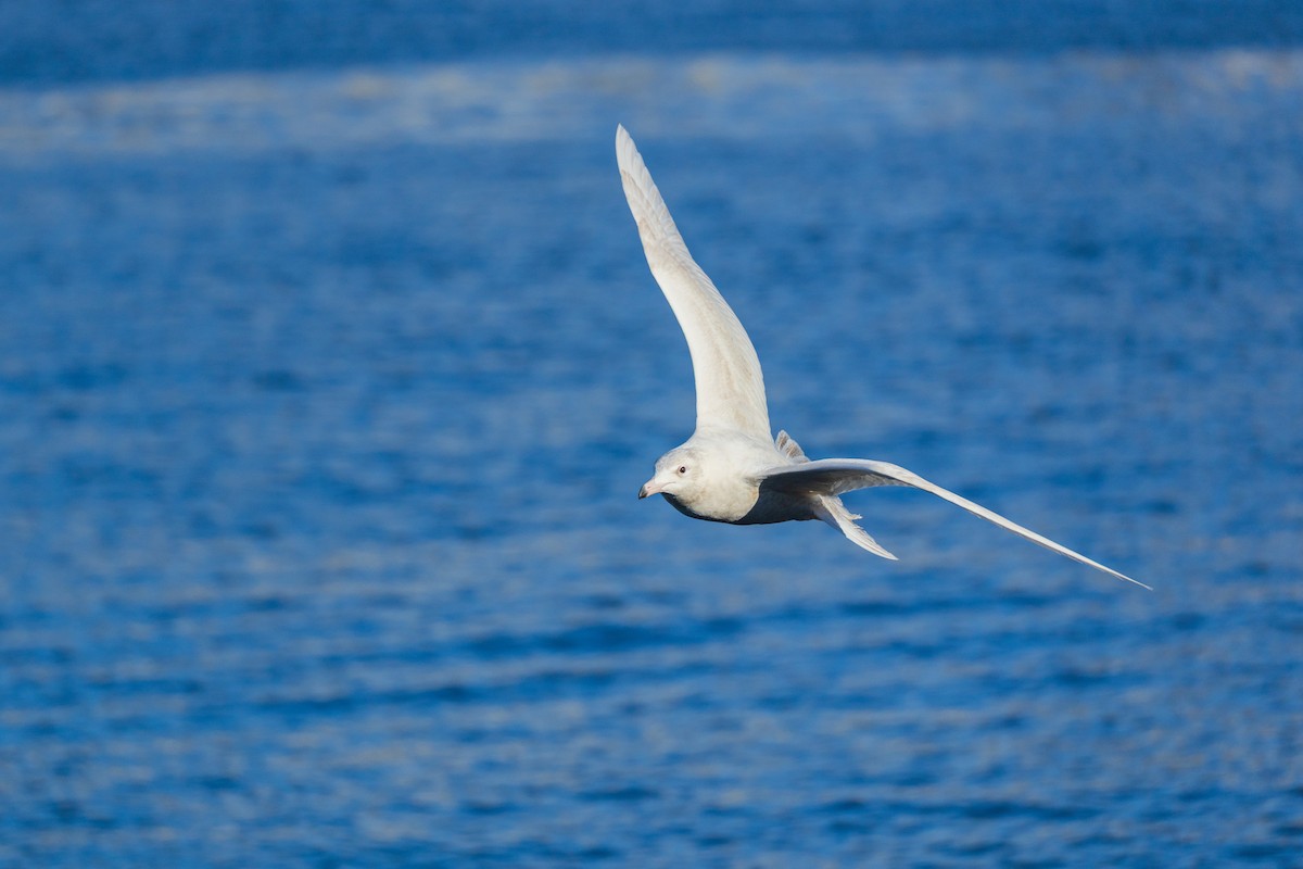 Gavión Hiperbóreo - ML647252201