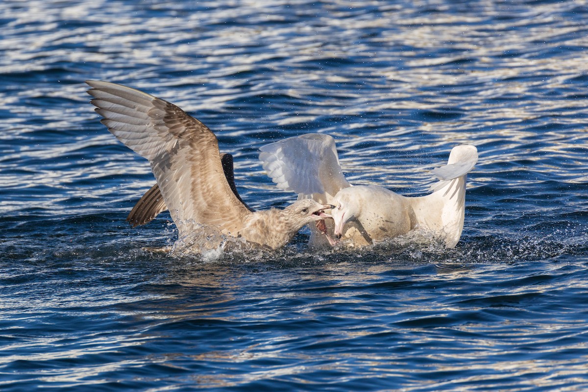 Gavión Hiperbóreo - ML647252202