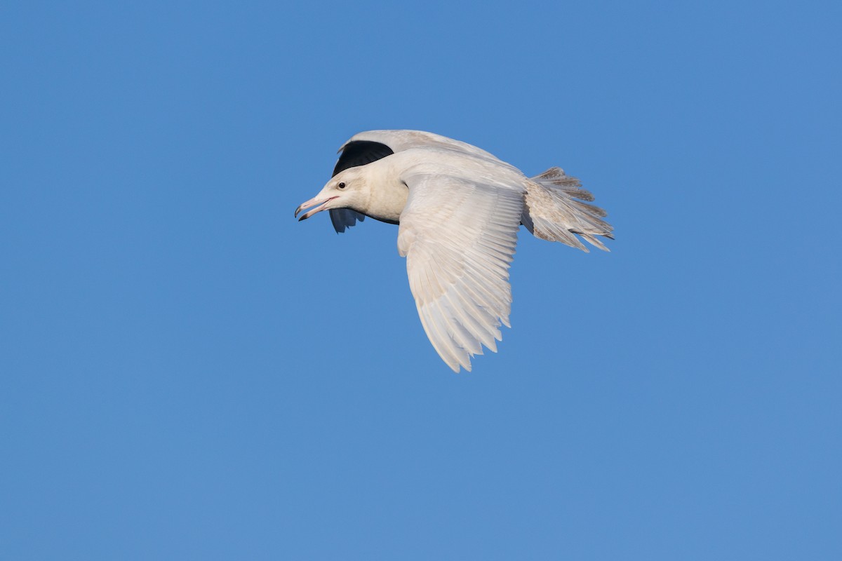 Gavión Hiperbóreo - ML647252203