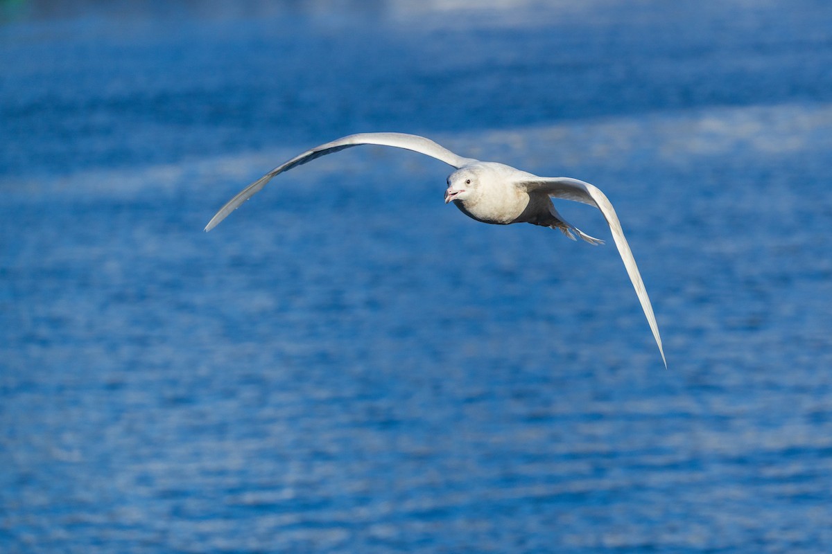 Gavión Hiperbóreo - ML647252204