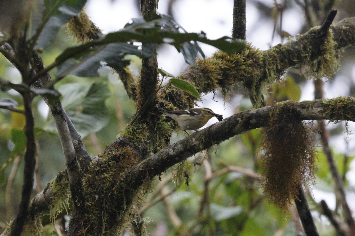 Blackburnian Warbler - ML647252213