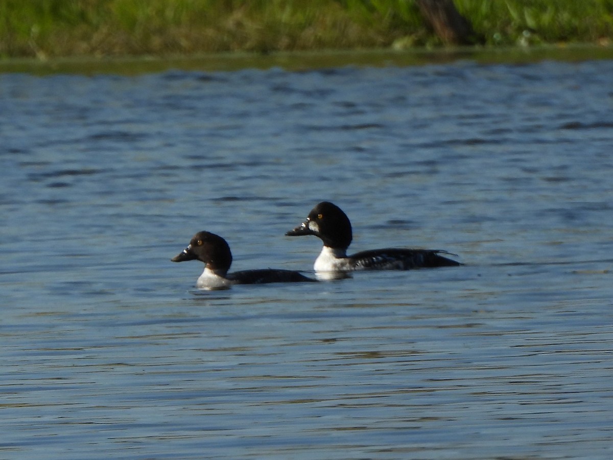 Common Goldeneye - ML647252214