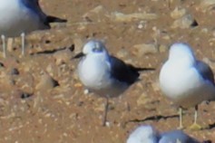 笑鷗 - ML647252215