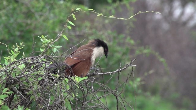 Burchell's Coucal - ML647252230