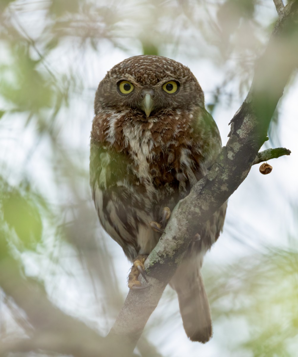 İncili Serçe Baykuşu - ML647252238