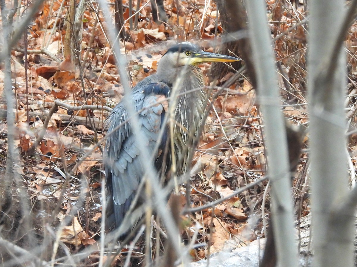 Great Blue Heron - ML647252244