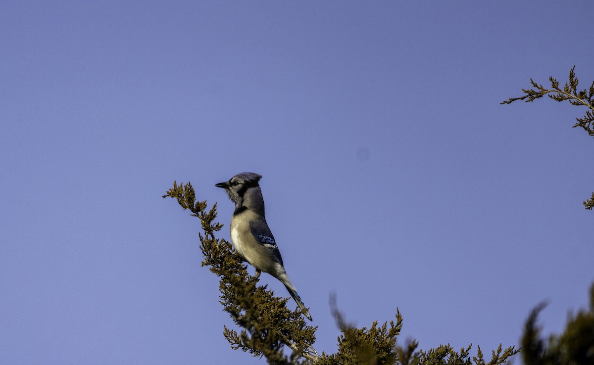 Geai bleu - ML647252260