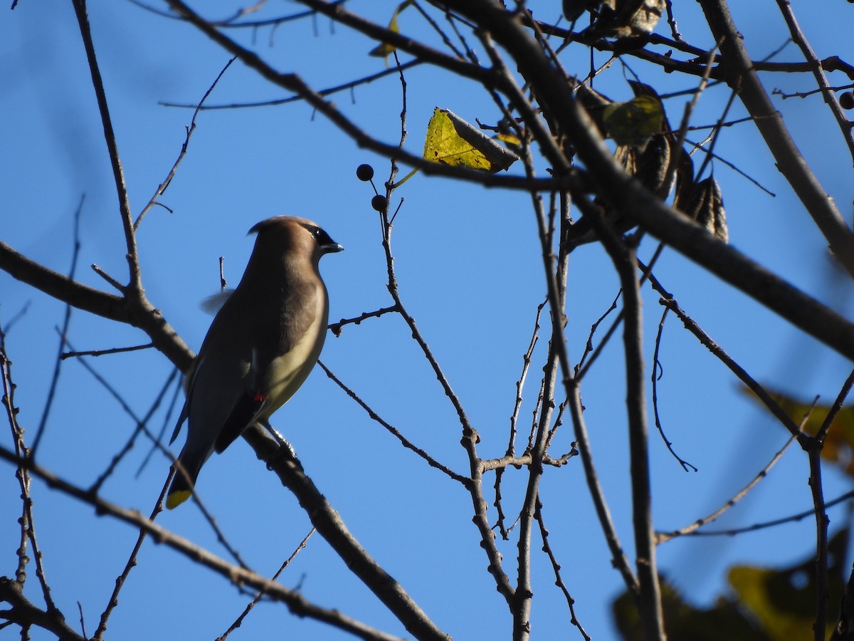 Cedar Waxwing - ML647252266