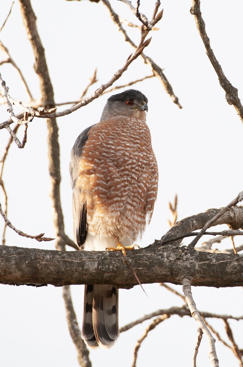 Cooper's Hawk - ML647252268