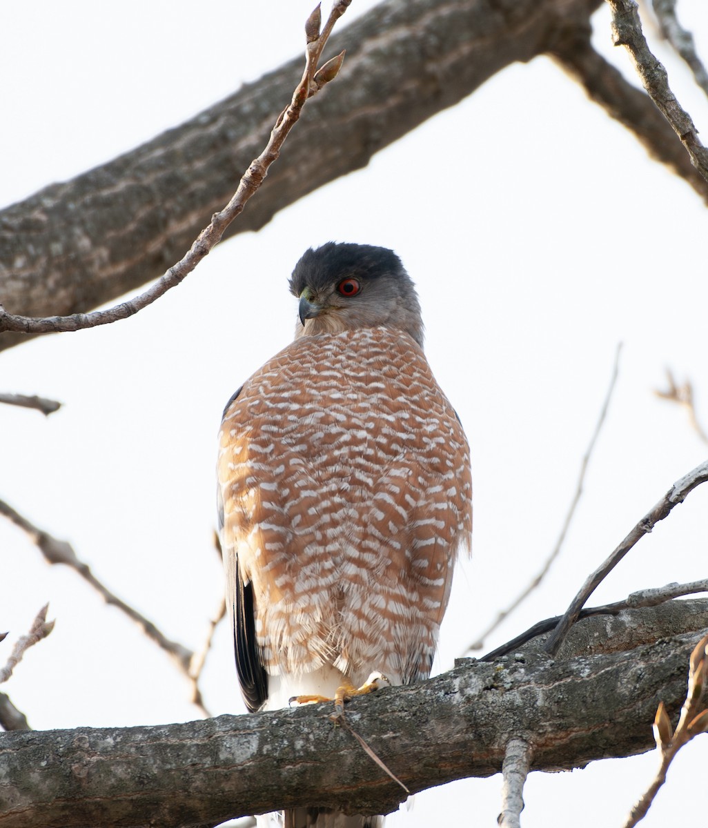 Cooper's Hawk - ML647252270