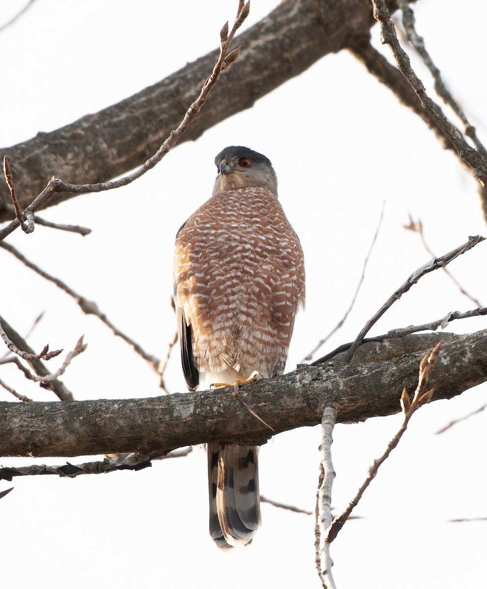 Cooper's Hawk - ML647252271