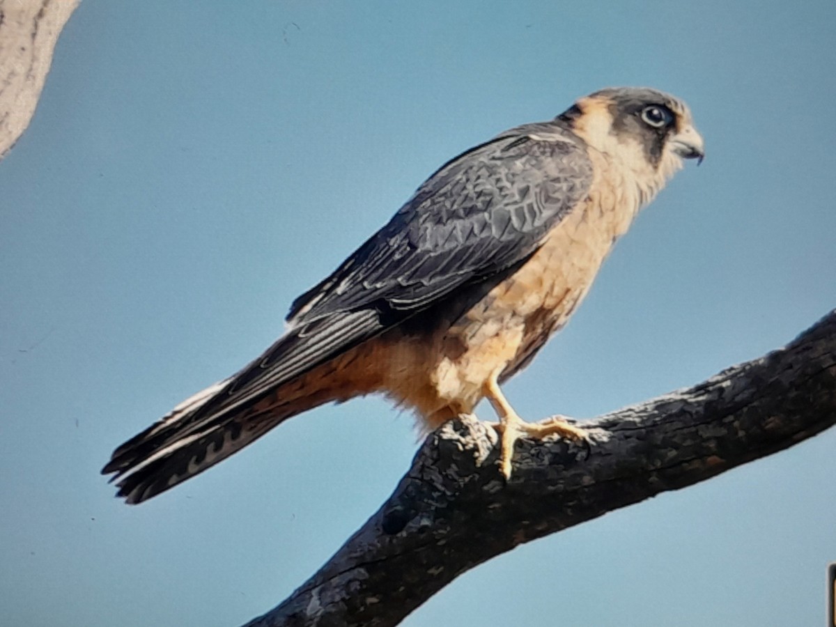 Australian Hobby - ML647252276