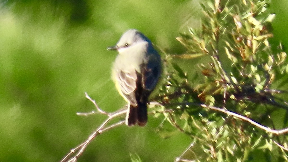 Western Kingbird - ML647252278