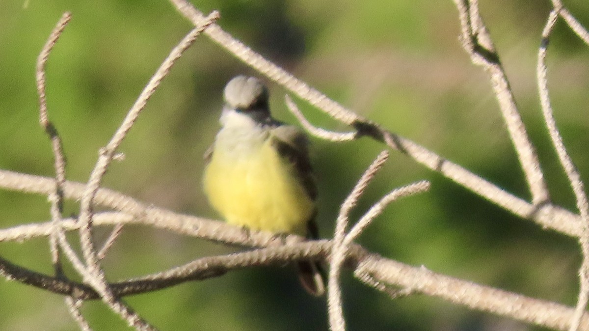 Western Kingbird - ML647252279