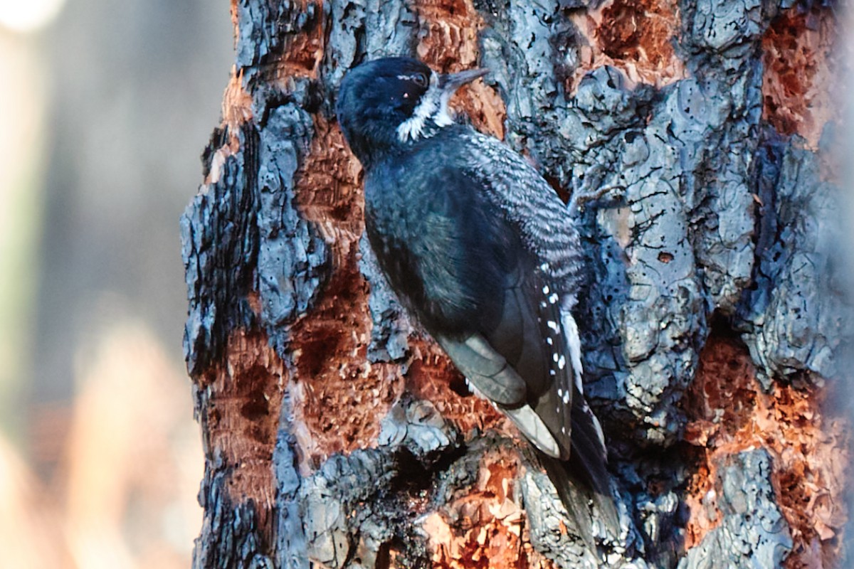 Black-backed Woodpecker - ML647252280
