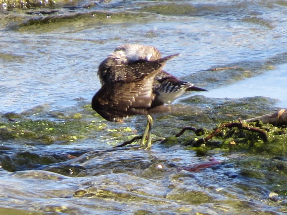 Solitary Sandpiper - ML647252282
