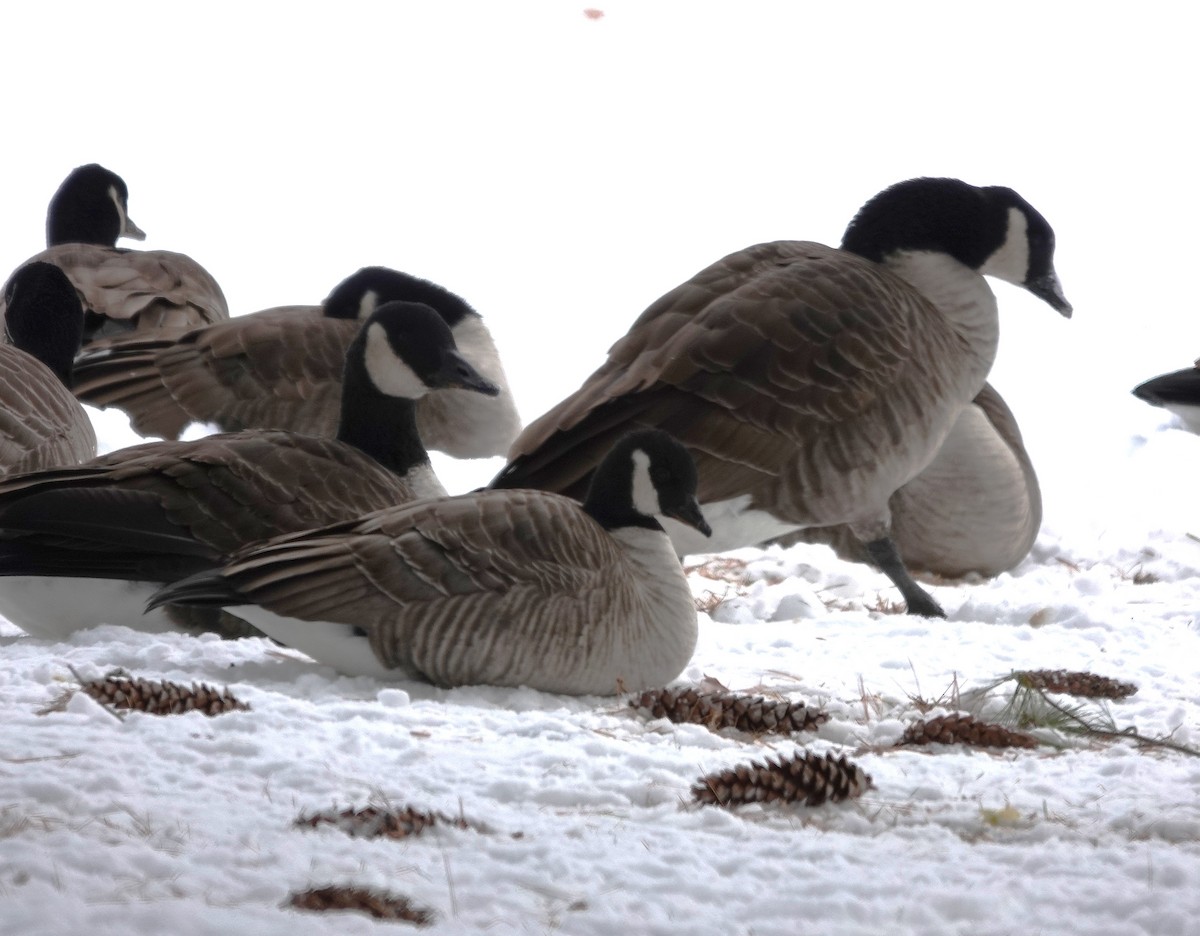 Cackling Goose - ML647252284