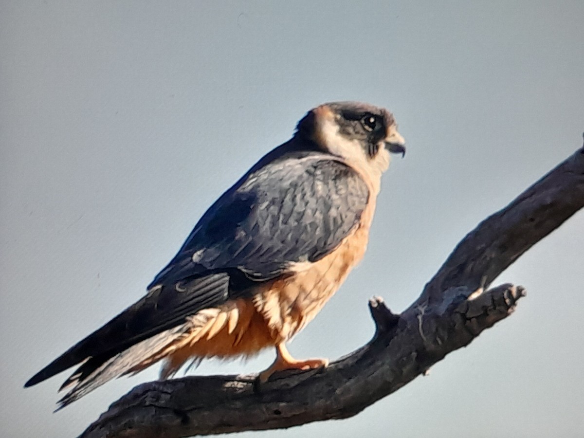 Australian Hobby - ML647252288