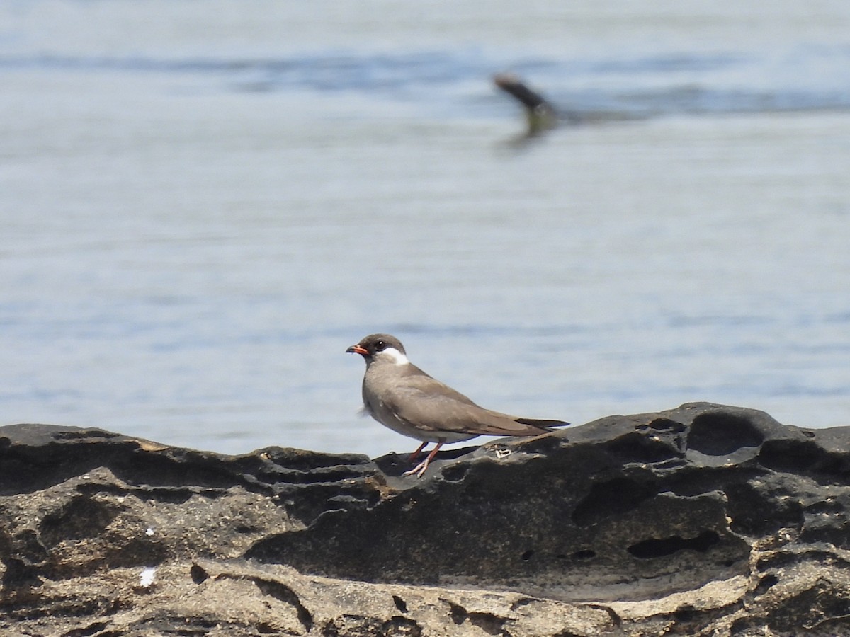 Canastera Sombría - ML647252291