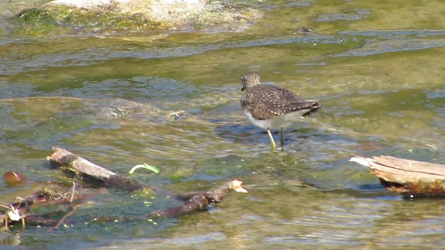 Solitary Sandpiper - ML647252292