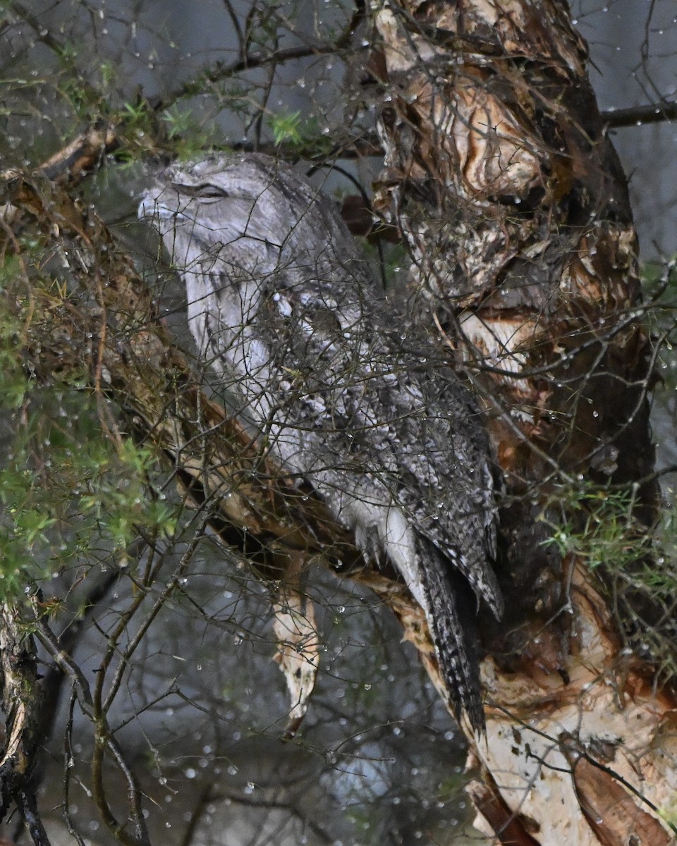 Tawny Frogmouth - ML647252295