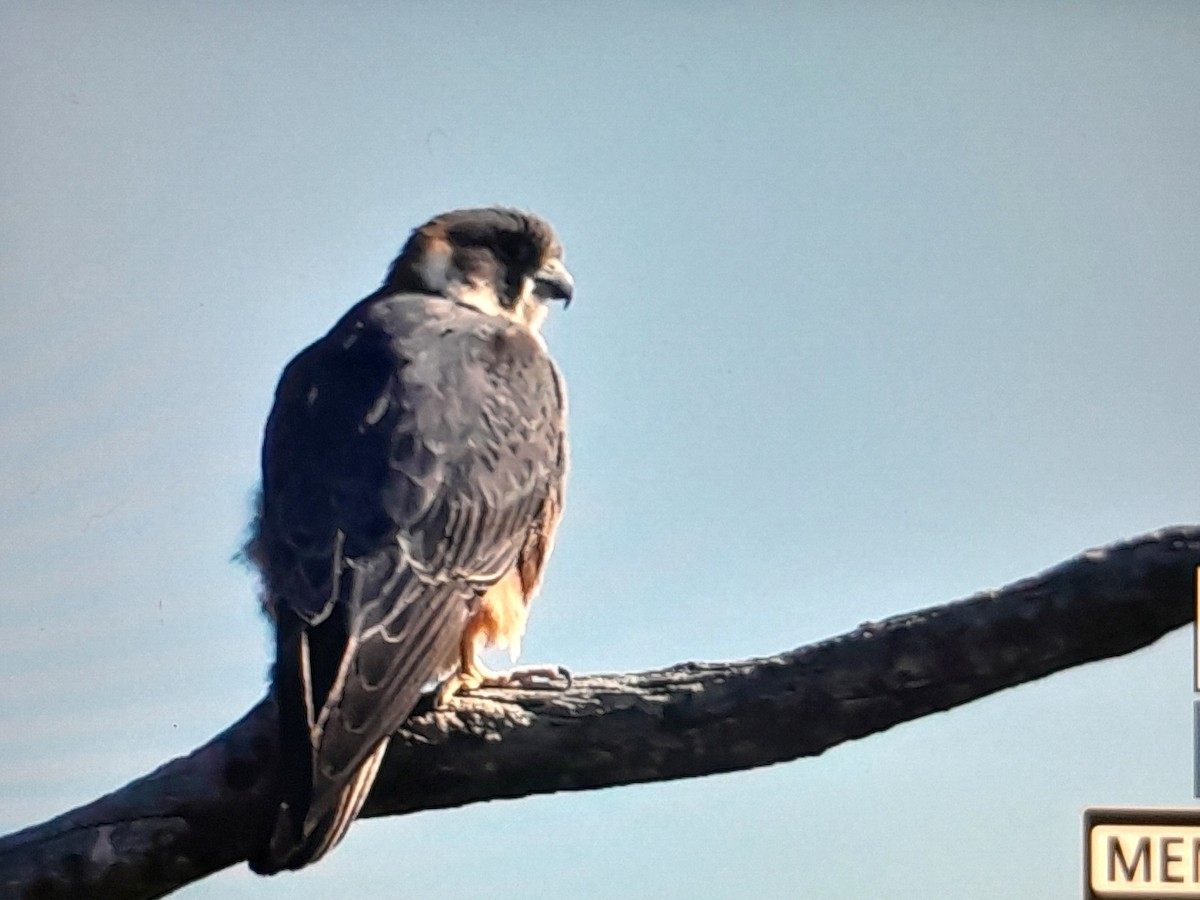 Australian Hobby - ML647252297