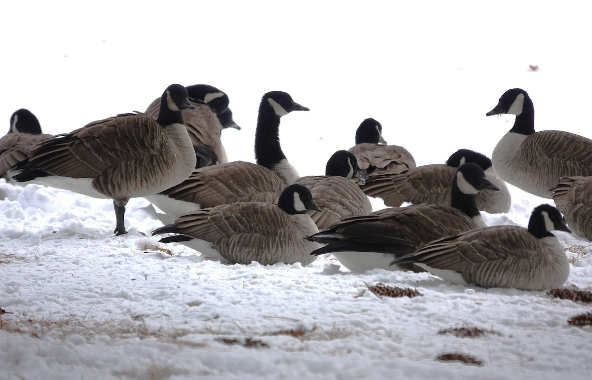 Cackling Goose - ML647252299