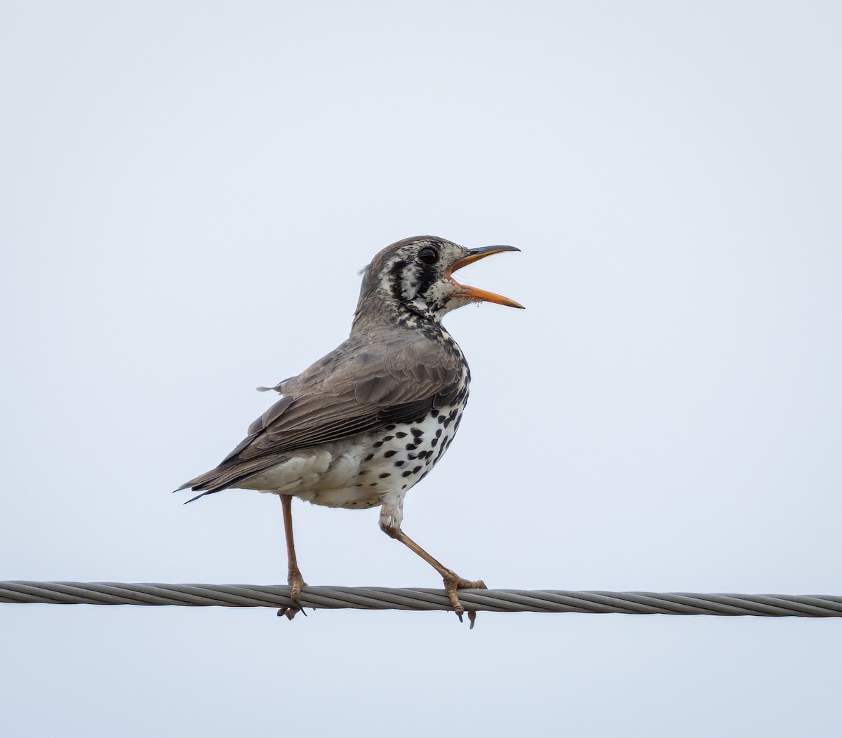 Groundscraper Thrush - ML647252302