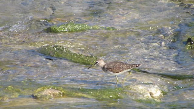 Solitary Sandpiper - ML647252305