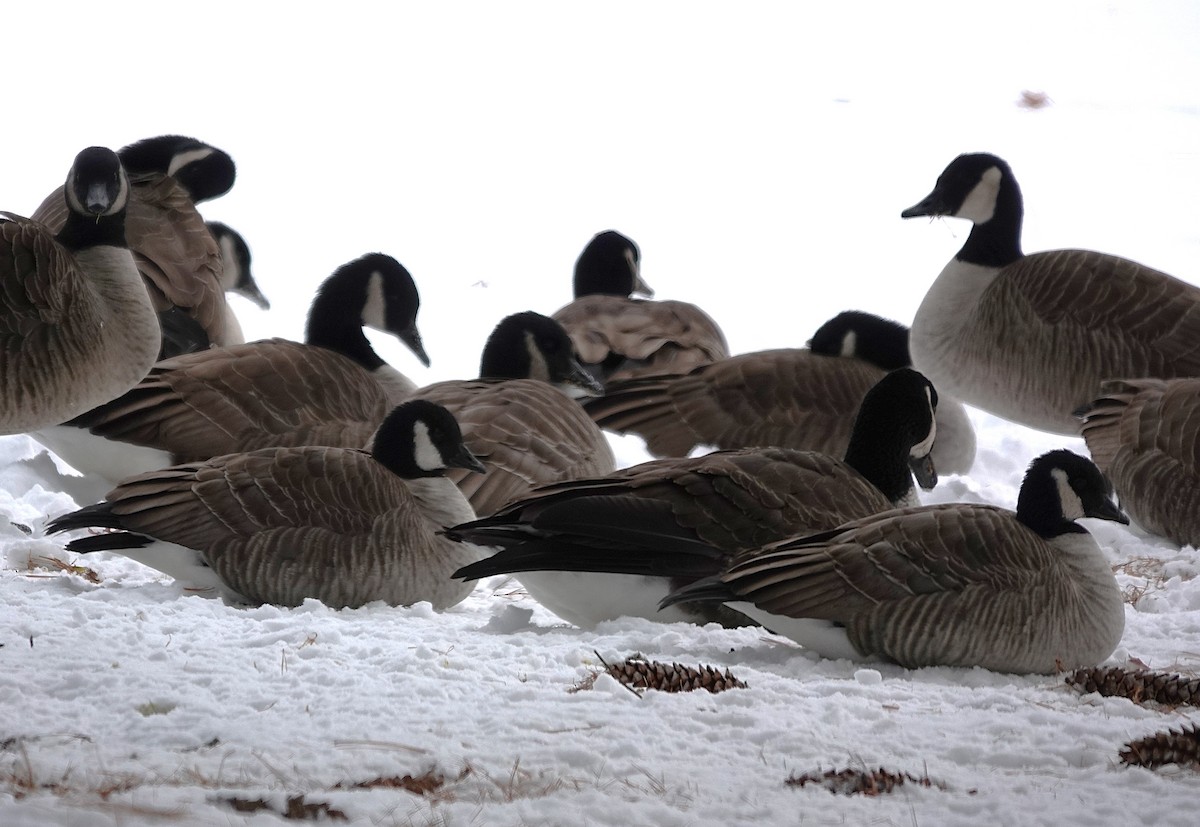 Cackling Goose - ML647252307