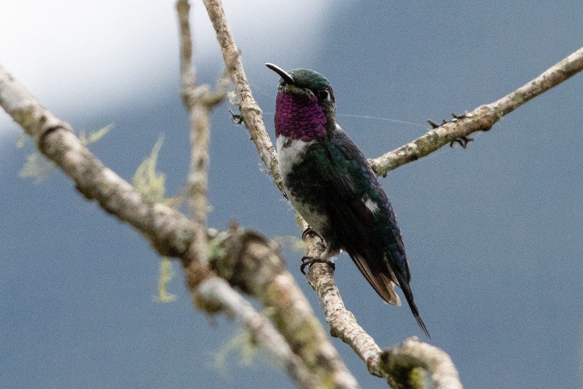 Ak Göbekli Ormanyıldızı - ML647252322