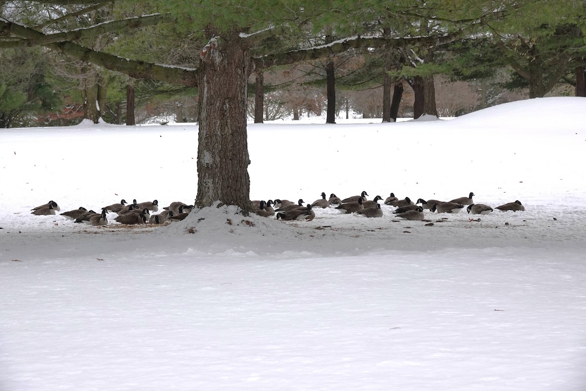 Cackling Goose - ML647252324