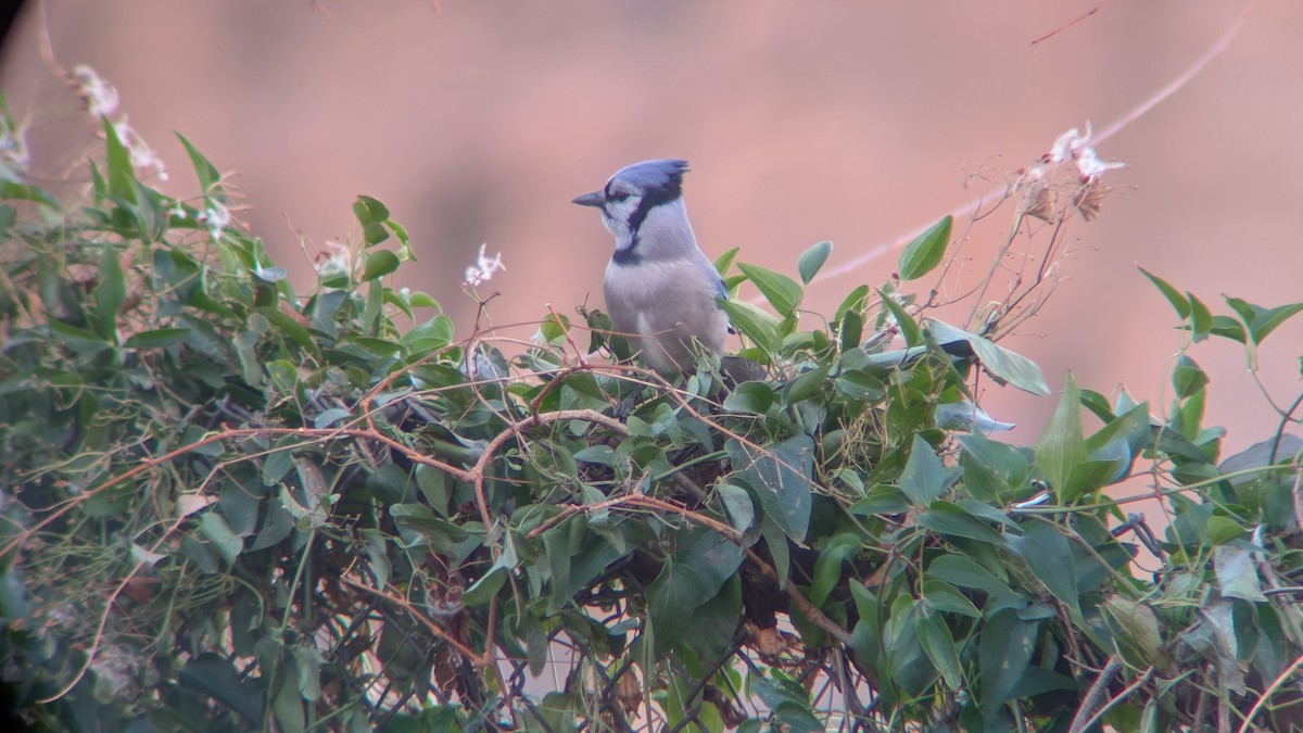 Blue Jay - ML647252353