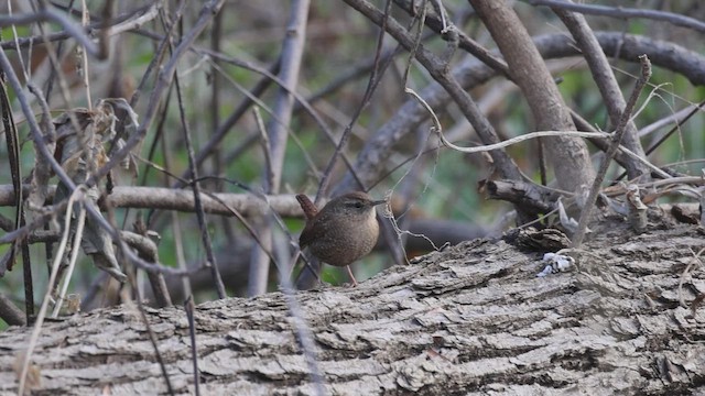 Winter Wren - ML647252364